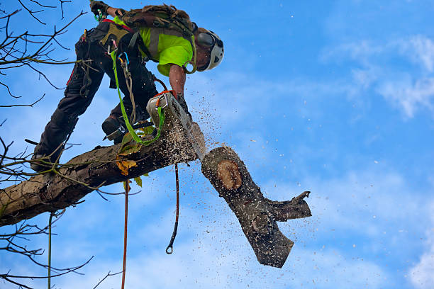 Reliable Wales, WI Tree Services Solutions